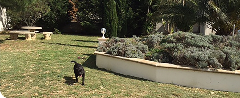 pension chien et chat 66